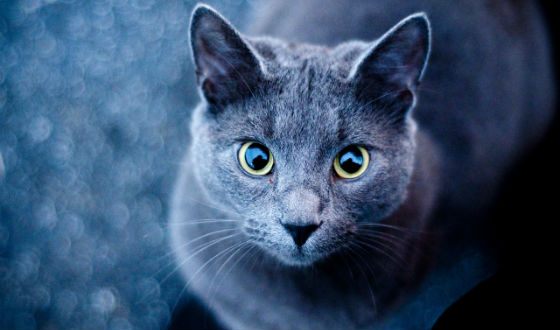 На юге Франции от неизвестного яда погибли две сотни котов На юге Франции от неизвестного яда погибли две сотни котов