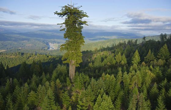 Десятое в топе самых высоких деревьев – Мендосино