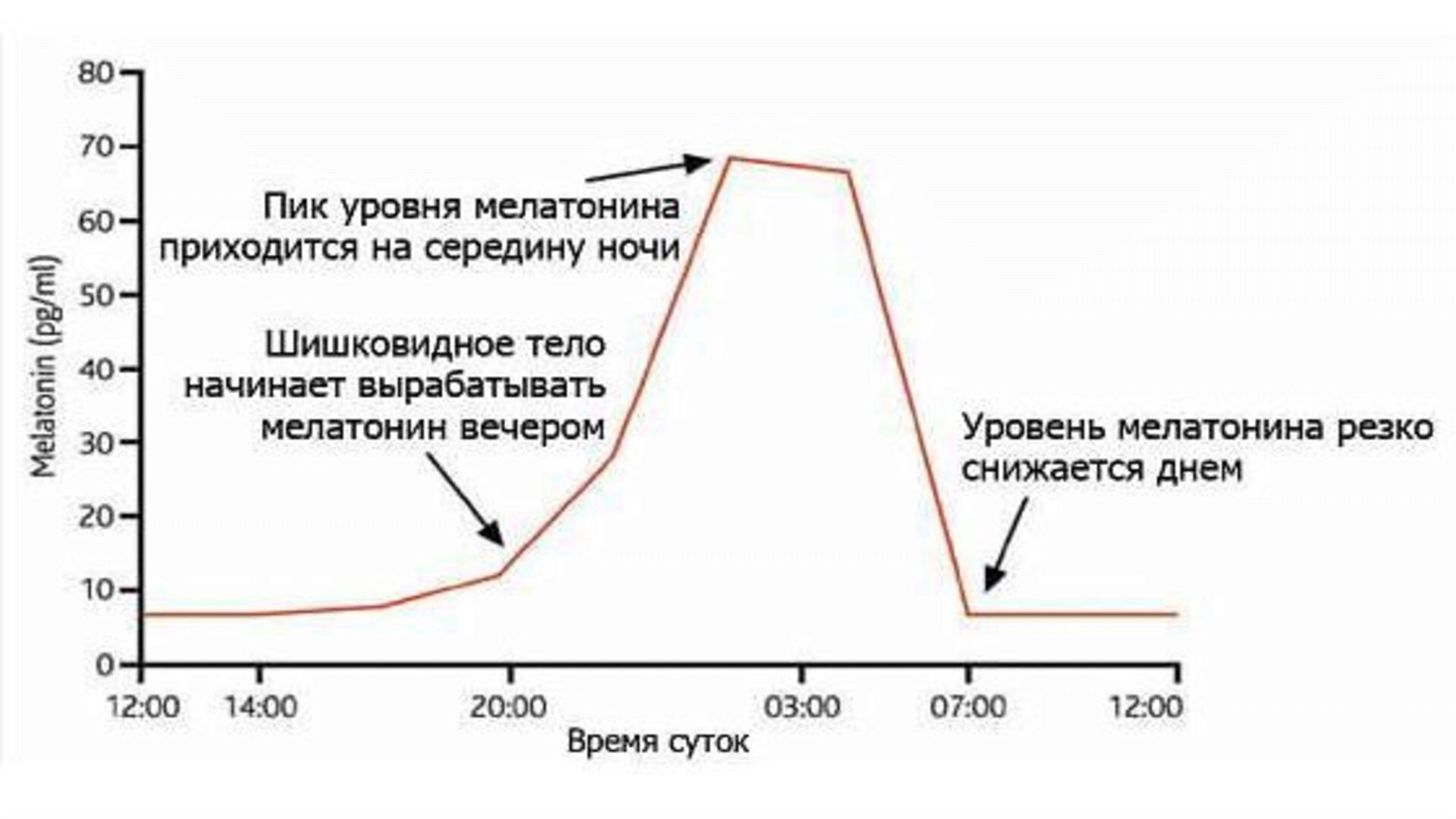 График выработки мелатонина нашим организмом