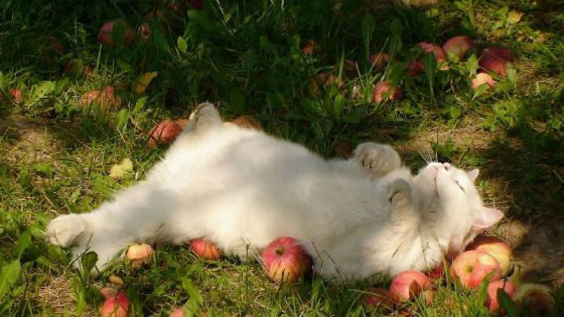 Заразиться может домашнее животное, которое и не бывает на улице Заразиться может домашнее животное, которое и не бывает на улице