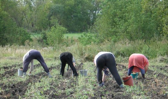 Хрестоматийный пейзаж «на картошке»