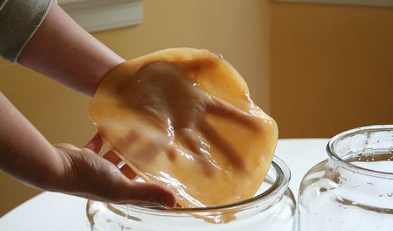 Внешне чайный гриб напоминает не то блин, не то медузу