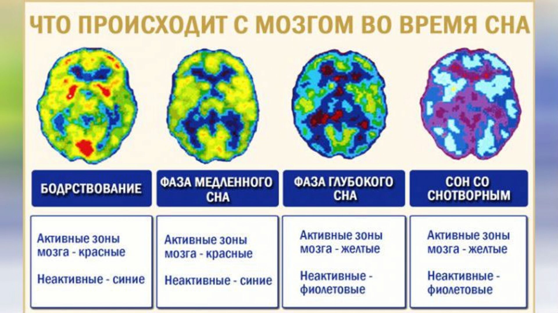 Мозговая активность во время бодрствования и сна