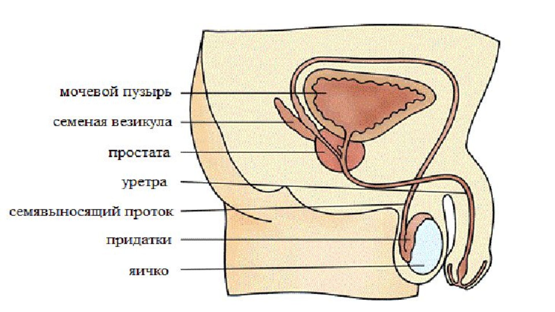 Мужская половая система