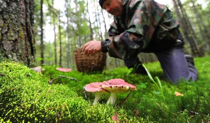 Выходите в лес как можно раньше — тогда есть шанс насобирать больше