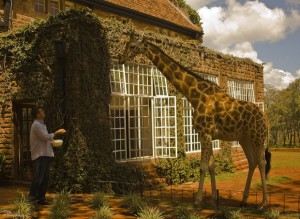 The Giraffe Manor, Кения/Найроби The Giraffe Manor, Кения/Найроби