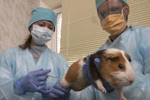 Особых успехов добились в области лечения заболевания Особых успехов добились в области лечения заболевания