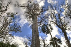 Кипарису было примерно 3500 лет Кипарису было примерно 3500 лет