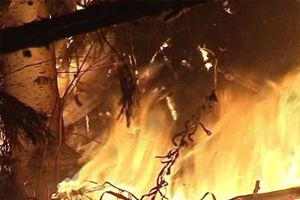 Дерево сгорело полностью Дерево сгорело полностью