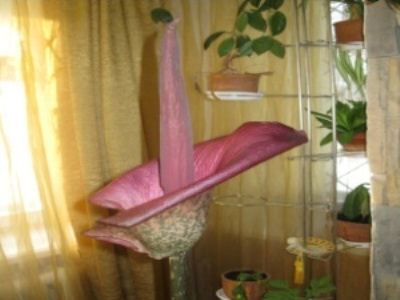 Томский аморфаллос Томский аморфаллос