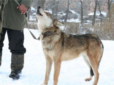 Волкособы лаять не умеют, только выть