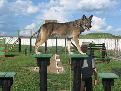 Волкособы охраняют границу в Забайкалье