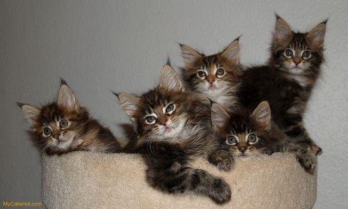 Котята Мейн кунов очень легко поддаются воспитанию Котята Мейн кунов очень легко поддаются воспитанию