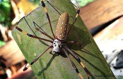 Самцы заметно меньше самок