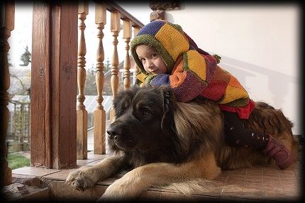 Верный защитник Верный защитник