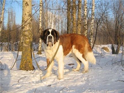 Сенбернар на лесной прогулке Сенбернар на лесной прогулке