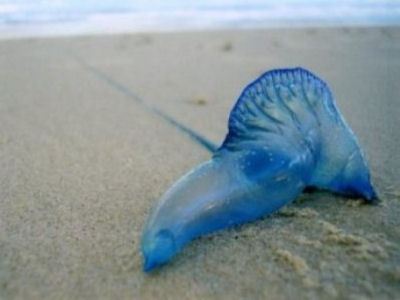 Медузы вида Bluebottle. Медузы вида Bluebottle.