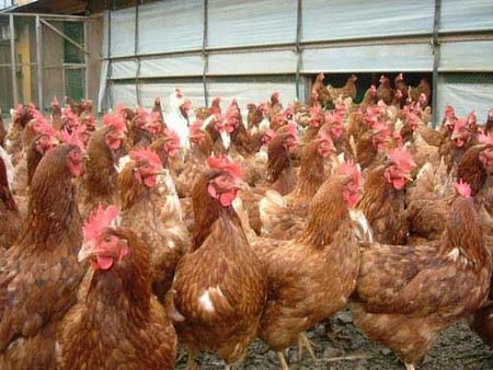 Россельхознадзор ограничил ввоз продукции птицеводства из Мексики из-за птичьего гриппа Россельхознадзор ограничил ввоз продукции птицеводства из Мексики из-за птичьего гриппа