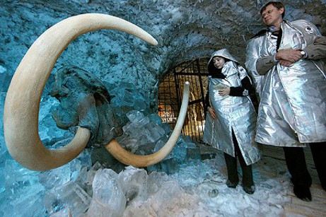 Участники Яна-2012 нашли живые клетки мамонта Участники Яна-2012 нашли живые клетки мамонта