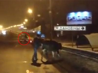 Рогатую пассажирку ловили долго Рогатую пассажирку ловили долго
