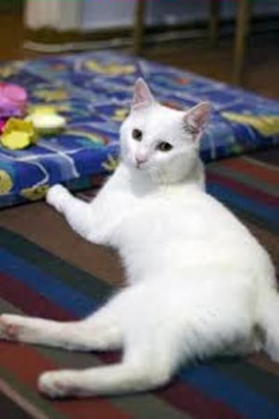 Кот Кидо Кот Кидо