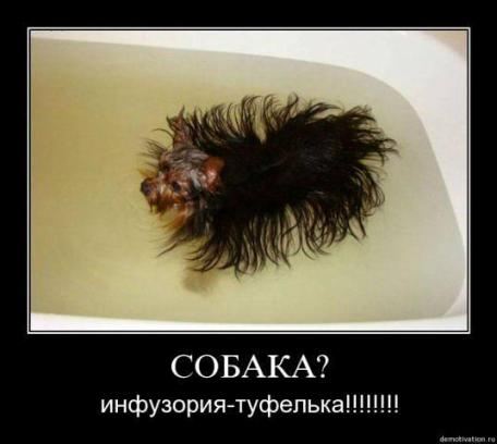 Маленькие собачки находятся на пике популярности Маленькие собачки находятся на пике популярности