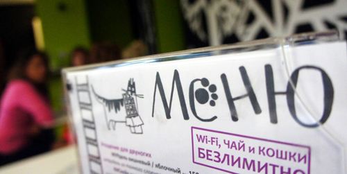 В мире растет популярность котокафе В мире растет популярность котокафе