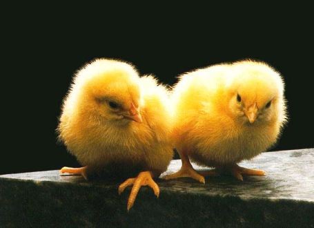 Птицеводство динамично развивается в Липецкой области