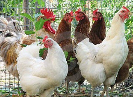 В Ельце серьезно занимаются птицеводством