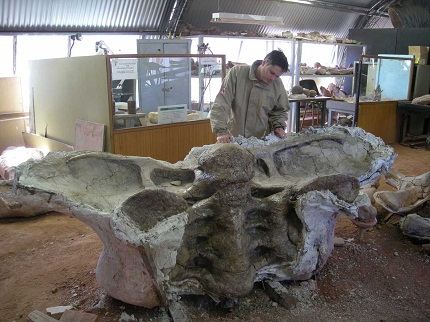 Кости футалогнкозавра Кости футалогнкозавра