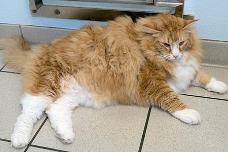 Самый толстый кот Великобритании – семилетний Ульрик, который весит 13 килограммов, посажен на строгую диету Самый толстый кот Великобритании – семилетний Ульрик, который весит 13 килограммов, посажен на строгую диету