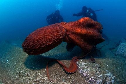 Дофлейн - самый большой осьминог Дофлейн - самый большой осьминог