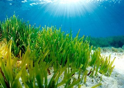 Самое большое подводное растение Самое большое подводное растение