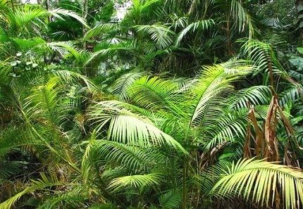 Самое большое растение на суше Самое большое растение на суше