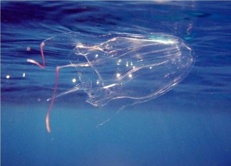 Яд морской осы очень опасен Яд морской осы очень опасен