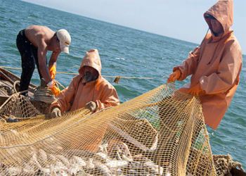 В Архангельске рыбаки установили рекорд по ловле горбуши В Архангельске рыбаки установили рекорд по ловле горбуши