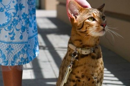 Самая дорогая кошка в мире – это Ашера Самая дорогая кошка в мире – это Ашера