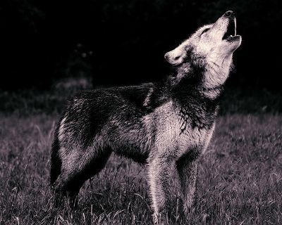 В Румынии слушают животных В Румынии слушают животных