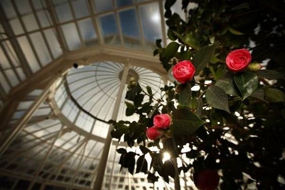 Миддлемист красный - самый редкий цветок в мире Миддлемист красный - самый редкий цветок в мире