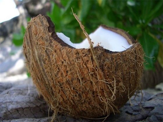 Кокосовые орехи - одни из самых низкокалорийных Кокосовые орехи - одни из самых низкокалорийных