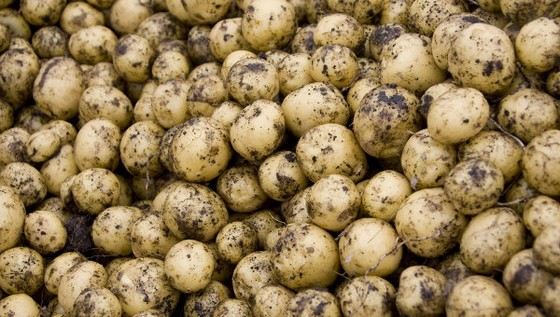 Даже обычная картошка может быть ядовитым продуктом