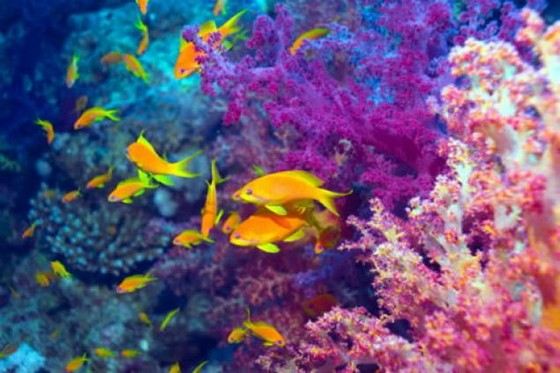 Красное море удивляет красотой своих глубин Красное море удивляет красотой своих глубин