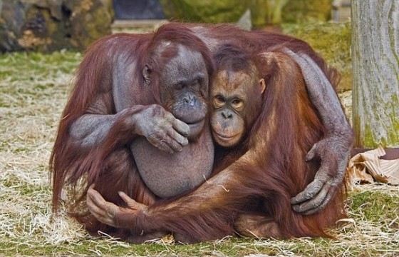 Обезьяны с самыми длинными руками орангутанги Обезьяны с самыми длинными руками орангутанги
