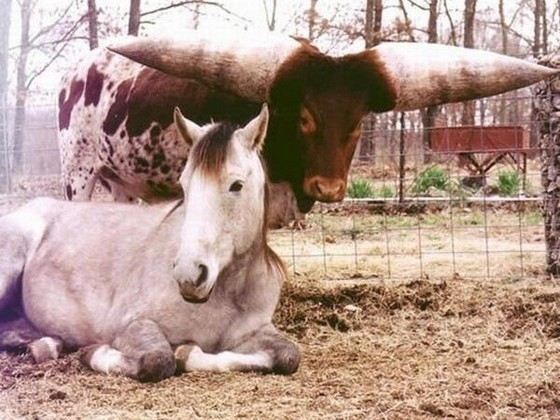 Бык с самыми большими в мире рогами