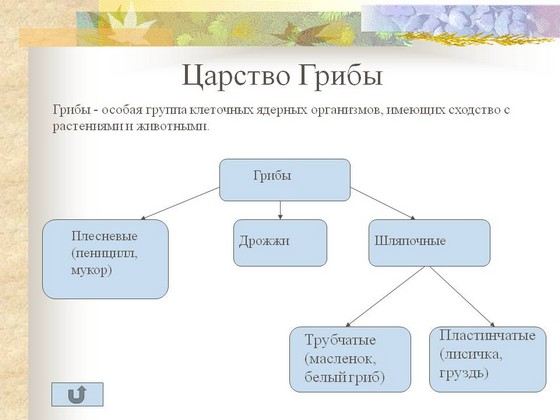 Грибы это огромное царство живых существ