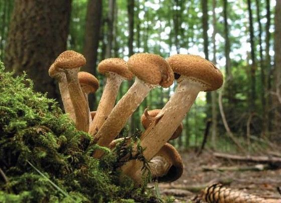 Armillaria - грибы небольшого размера с огромной грибницей Armillaria - грибы небольшого размера с огромной грибницей