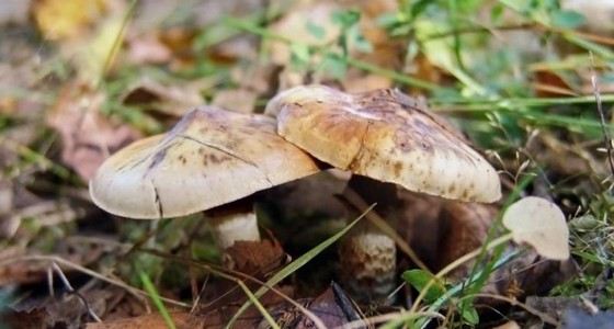 Поганки входят в список самых ядовитых грибов Поганки входят в список самых ядовитых грибов
