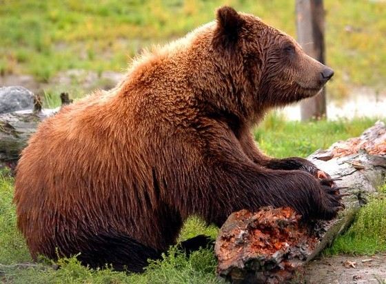 Огромные медведи-кадьяки считаются вымирающим видом Огромные медведи-кадьяки считаются вымирающим видом