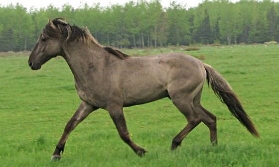 Соррайя - одна из самых редких пород лошадей Соррайя - одна из самых редких пород лошадей