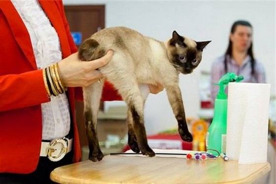 Скиф-тай-дон - кошки с маленьким хвостом Скиф-тай-дон - кошки с маленьким хвостом